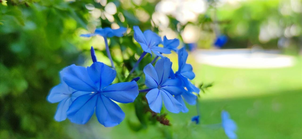 Apartamento Zephyrus By Denia Costa Dış mekan fotoğraf